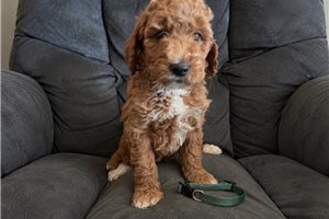 Belladonna - Mini Goldendoodle for sale