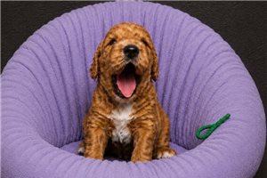 Belladonna - Goldendoodle, Mini for sale