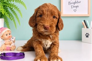 Beanie - Goldendoodle, Mini for sale