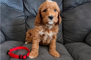 Bellatrix - Mini Goldendoodle for sale