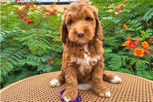 Belladonna - Mini Goldendoodle for sale