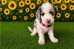 Samantha - puppy for sale