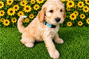 Serenity - Aussiedoodle for sale