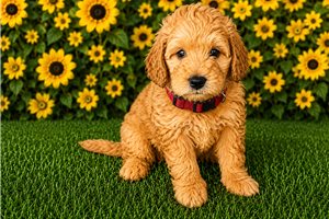 Slater - Aussiedoodle for sale
