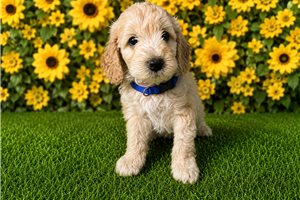 Shawn - Aussiedoodle for sale