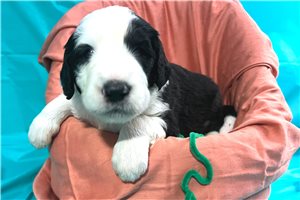 Grover - puppy for sale