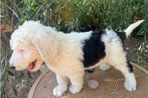 Aaron - Sheepadoodle for sale