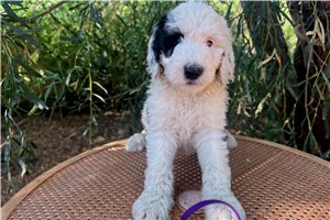 Reagean - Sheepadoodle for sale