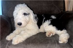Brock - Sheepadoodle for sale