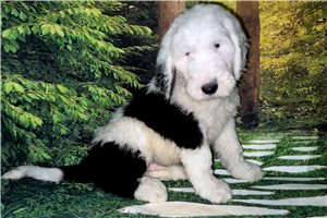 Aaron - Sheepadoodle for sale