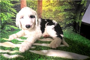 Brock - Sheepadoodle for sale