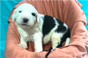 Brock - puppy for sale