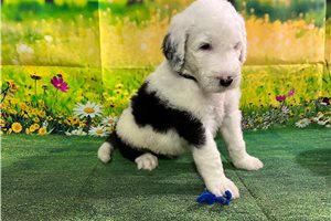Aaron - Sheepadoodle for sale