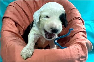 Abby - Sheepadoodle for sale