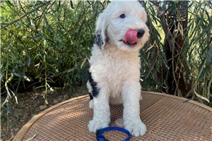 Aaron - Sheepadoodle for sale