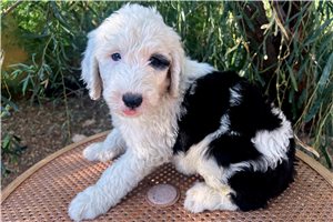 Brock - Sheepadoodle for sale