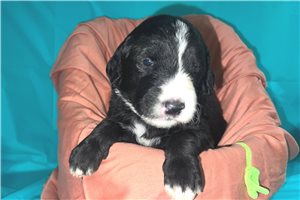 Lilliam - Sheepadoodle for sale