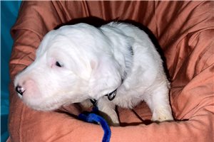 Aaron - Sheepadoodle for sale