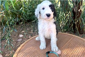 Abby - Sheepadoodle for sale