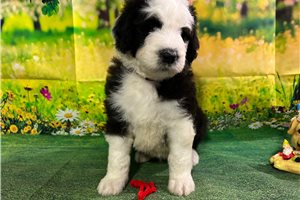 Roger - Sheepadoodle for sale