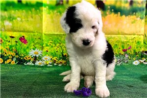 Reagean - Sheepadoodle for sale