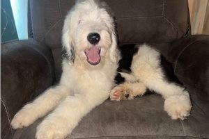 Aaron - Sheepadoodle for sale