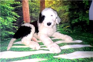 Reagean - Sheepadoodle for sale