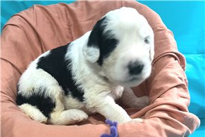 Reagean - Sheepadoodle for sale