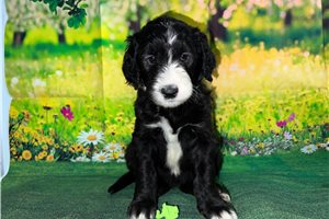 Lilliam - Sheepadoodle for sale
