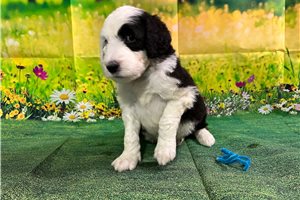 Abby - Sheepadoodle for sale