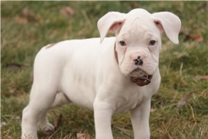 Trey - puppy for sale