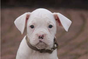 Chase - Boxer for sale