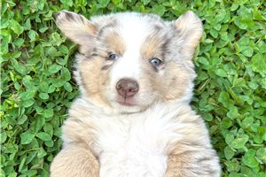 Stewart - puppy for sale