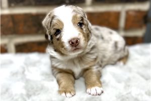 Stewart - puppy for sale