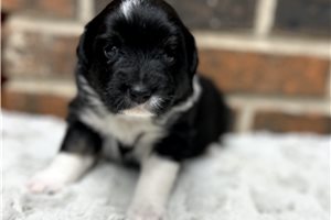 Cookie - puppy for sale