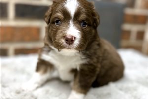 Espresso - puppy for sale