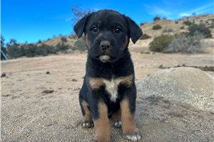 Brenna - puppy for sale