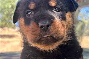 Brave - Rottweiler for sale