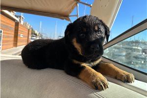 Asgard - puppy for sale