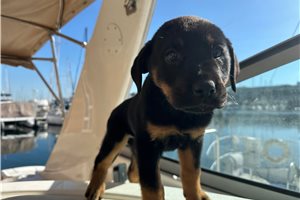 Astrid - puppy for sale