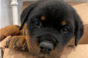 Bruno - Rottweiler for sale