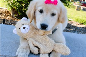 Willow - English Golden Retriever for sale