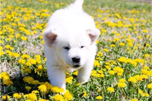 Isaac - English Golden Retriever for sale