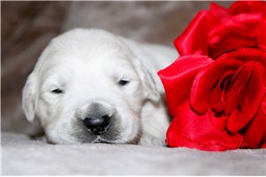 Gianna - English Golden Retriever for sale