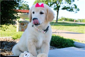 Willow - English Golden Retriever for sale