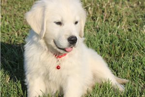 Isaac - English Golden Retriever for sale