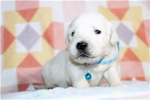 Gavin - English Golden Retriever for sale