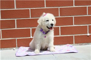 Nova - English Golden Retriever for sale