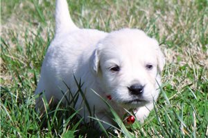 Jenson - English Golden Retriever for sale