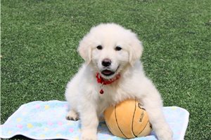 Jenson - English Golden Retriever for sale